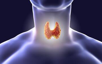 Неделя профилактики заболеваний эндокринной системы (в честь Всемирного дня щитовидной железы 25 мая)