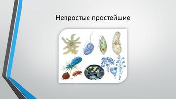 Cтартовала предметная неделя!!!